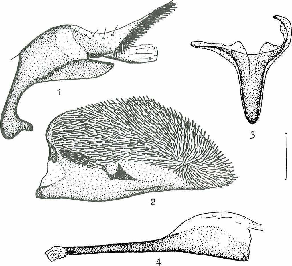 Figs. 1-4: Male genitalia of D. roseiventris (Bartel, 1912): 1) tegumen-uncus complex; 2) valve; 3) saccus; 4) aedeagus. Line on the right - 0.5 mm. Description. Male. Body length 11.9; forewing 8.