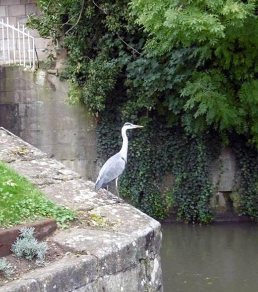Set at a moderate pace and covers a distance of 2-3 miles Led by fully trained Walk Leaders Bath Canal Walk The walking group is aimed at people aged 55+ and the walks are suitable for anyone able to