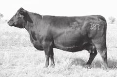 he is a good balance of calving ease. His dam, 387 is sired by Amdahl s Legend 804, going back to our best cow families makes this bull super maternal with power and performance.