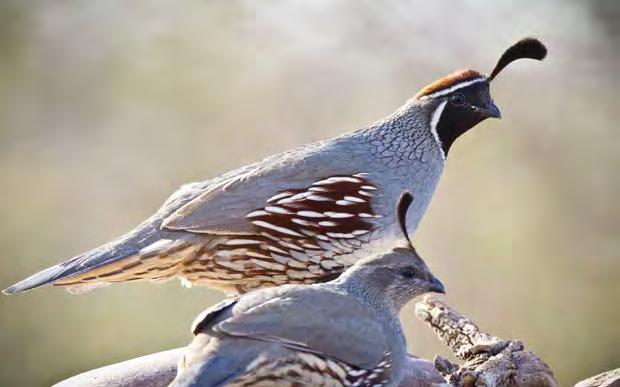 Population Status No formal surveys are conducted for Gambel s quail; however, some information is captured during the North American Breeding Bird Surveys.