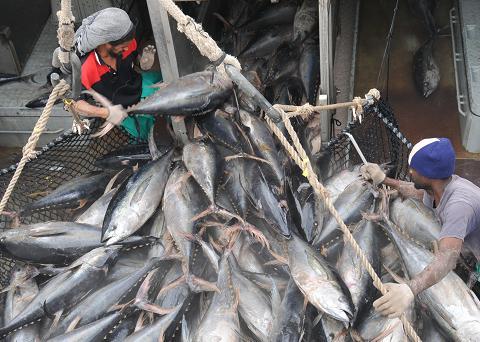 sector Port Victoria is the prime hub for tuna