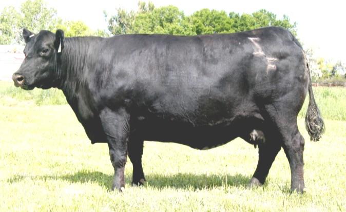 BULL SALE March 15, 2014 Buffalo Livestock Auction Buffalo,