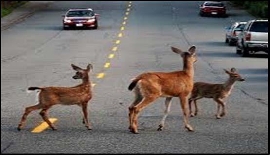 Rural Roads: Deer Usually see them at dawn and dusk. Peak deer season is from October to January.