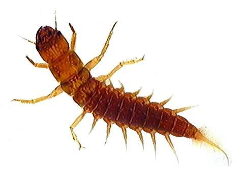 Macroinvertebrate Fact Sheet Stonefly Larvae Order Plecoptera Long, thin antennae protrude from the front of the head Three pairs of segmented legs, with two claws on the end of each of the legs If