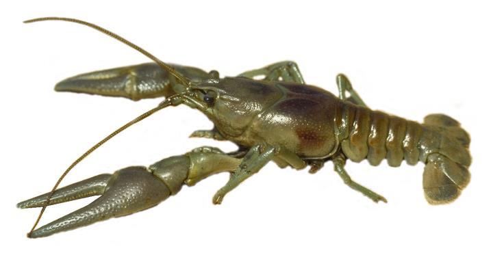Crayfish Order Decapoda, Families Astacidae and Cambaridae Thick, hard skin Cylindrical body Five pairs of legs, with pinchers on the ends of the first 2 or 3 sets A flipper is found on the last