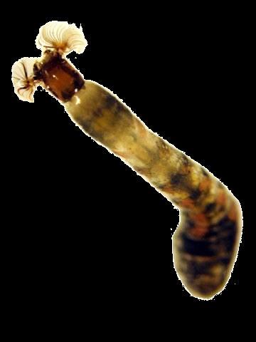 Blackfly Larvae Order Diptera, Family Simuliidae Elongated and soft bodied True legs are absent but may have a single proleg on the thorax Club-shaped body that is slightly larger around on one end
