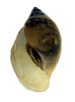 Right-handed/Other Snails Class Gastropoda Single cone-shaped and sometimes spiraled shell 4 to 44 mm in length Right-handed snails have the shell opening on the right when the shell is pointed