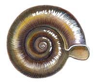 snails have the shell opening on the left when the shell is pointed upward.