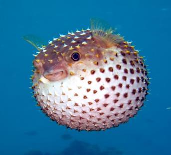 " (Puffer fish- spikes- turtles- whale shark- small animals - butterfly fish- eat- dangerous) plan sea animals different