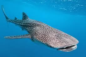sea is interesting. There are different animals under water. The puffer fish has got four sharp teeth and spikes.