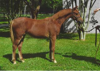 INCREDIBLE SUMMER Chestnut Grade Welsh Pony Mare 16 This beautiful chestnut pony is a lovely representative of
