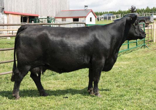 EMBLYNETTE DIAMOND 6377 SITZ TRAVELER 8180 BOYD FOREVER LADY 8003 NOrtH PErtH EMBLYNETTE 1103 N BAR EMULATION EXT S A V EMBLYNETTE 7260 S A V EMBLYNETTE APRIL 1509 432 is a young cow with a very