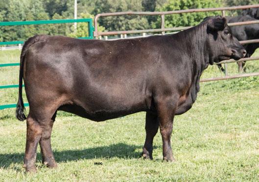 AI bred to S A V Sensation 5615 on April 17, 2017. Pasture exposed to North Perth International 600 from May 21 to July 8, 2017.