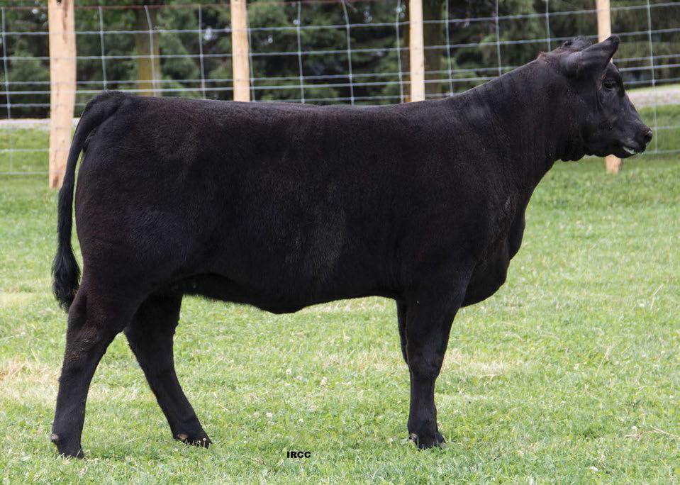 She is bred for an early calving to Sensation that will be sure to knock your socks off. AI bred to S A V Sensation 5615 on April 5, 2017.