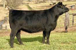 Sweepstakes Senior Heifer Calves Lots 30-35A Voyager SFA Emblynette 8507 - Lot 30 Burks 7155 Phyllis 919E - Lot 31 Johnson Georgina 750 - Lot 32 30 VOYAGER SFA EMBLYNETTE 8507 Birth Date: 12-4-2017