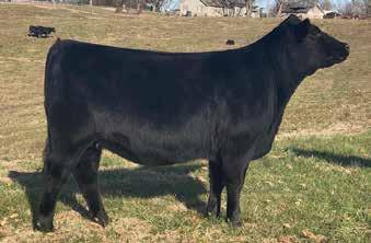 Her grandam, Champion Hill Emblynette 6539, sold in the Champion Hill dispersal for $18,000 as a 9-year-old cow. Maternal sisters to the dam of this heifer sold for $25,000 and $17,000.