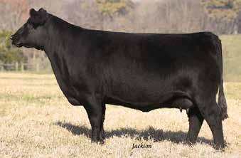 Sweepstakes Haltered Cow/Calf Pair Lot 40 38 Rock Ridge Barbara E38 - Lot 38 Owned by: Black Gold Genetics and Lynn Creek Cattle Co.
