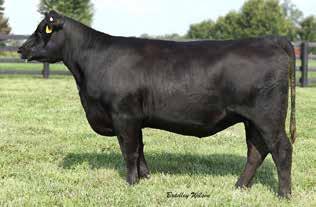 Sweepstakes Cow/Calf Pairs Non-Haltered Lots 45-46 45 RAF New Discovery - Lot 45 RAF NEW DISCOVERY [ DDF ] Birth Date: 9-16-2016 Cow 18796116 Tattoo: D20 Owned by: Cardinal Hill Farm #*AAR Ten X 7008