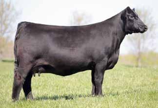 Advantage 654 #Daltons Rita 8227 of A71 Gen +6 +1.6 +41 +70 +22 +.38 +.39 $W +36.99 $F +24.86 $G +31.27 $B +91.40 A cool made heifer calf that is powerful and still fancy.
