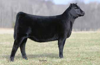 Sweepstakes Intermediate Heifer Calves Lots 12-18 Burks 518Y Rosebud 838D - maternal sister to Lot 10.