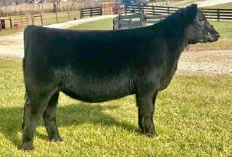 Sweepstakes Intermediate Heifer Calves 14 TAF MISS COUNTESS 1805 [ DDP ] Birth Date: 6-20-2018 Cow 19308667 Tattoo: 1805 Owned by: Toll Angus Farm *Dameron First Class Colburn Primo 5153 +*18217480