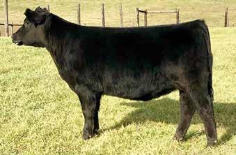 If you re looking for a heifer to compete in the Late Junior Yearling division, this heifer can make it happen.