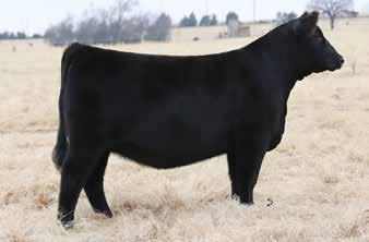 Sweepstakes Early Junior Heifer Calves 27 Owned by: Mayson Toll +*16805884 +*PVF Missie 790 Taf Lucy 1522 18454423 TAF LUCY 1801 [ DDP ] Birth Date: 2-6-2018 Cow 19285500 Tattoo: 1801 Taf New Edition