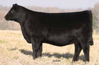 This February heifer is definitely one to look at - she has the cow power potential while maintaining a beautiful show heifer look.