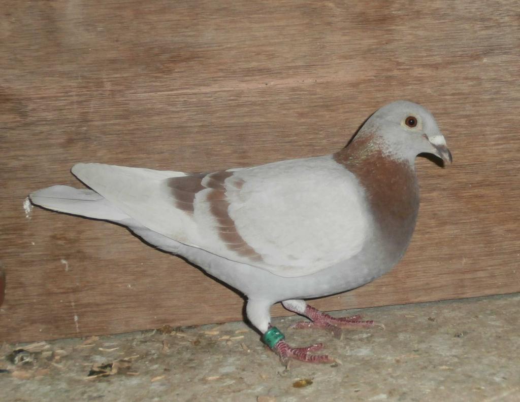 Allan s clearance sale. Dam of the Mealy hen was a Blue hen from Phillipe Martin s Bricoux bloodlines, another gift bird from John Todd, Lanark.
