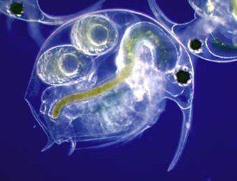 Mille Lacs Lake Zooplankton Summary Estimated 60% loss of zooplankton biomass from pre- to