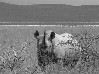 REVIEW: EASTERN BLACK RHINOCEROS INTEGRATED MANAGEMENT STRATEGY 121 accelerate the process of acquiring high standards of observational and data-collection skills.