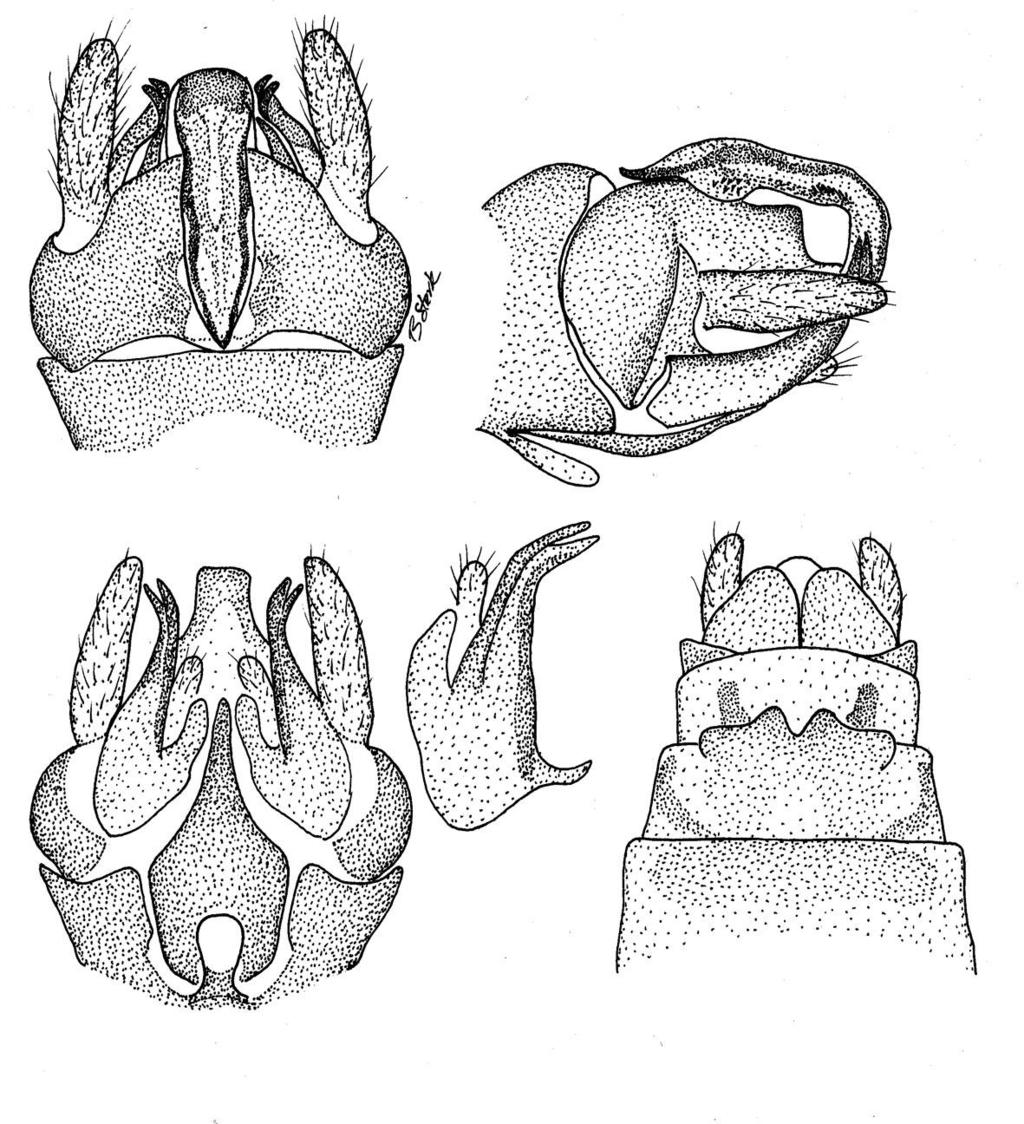 1 2 3 4 5 Figs. 1-5. Indonemoura angulata. 1. Male terminalia, dorsal aspect. 2. Male terminalia, lateral aspect. 3. Male terminalia, ventral aspect. 4. Male paraprocts, caudal aspect. 5. Female terminalia, ventral aspect.