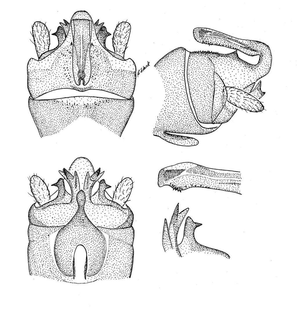 dorsal aspect of apex setaceous and bulbous, sclerotized tip divided (Fig. 6); ventral aspect of apex bears a small spiny, subapical lobe (Fig. 7).