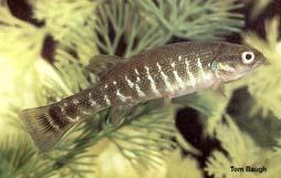 spawn (Salmon, Lampreys, Sturgeon, Herring, Arridae, smelts, cods, Sculpins, gobies, soles) Catadromy Adults spawn at sea, juvs move to fresh for several years
