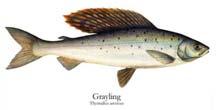 ? Salmoniformes Three major groups: Coregonid whitefishes, thymallid graylings and salmonid salmons.