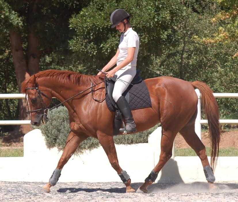 Here the rider is leaning forwards, but the soft reins show that the pony is not on