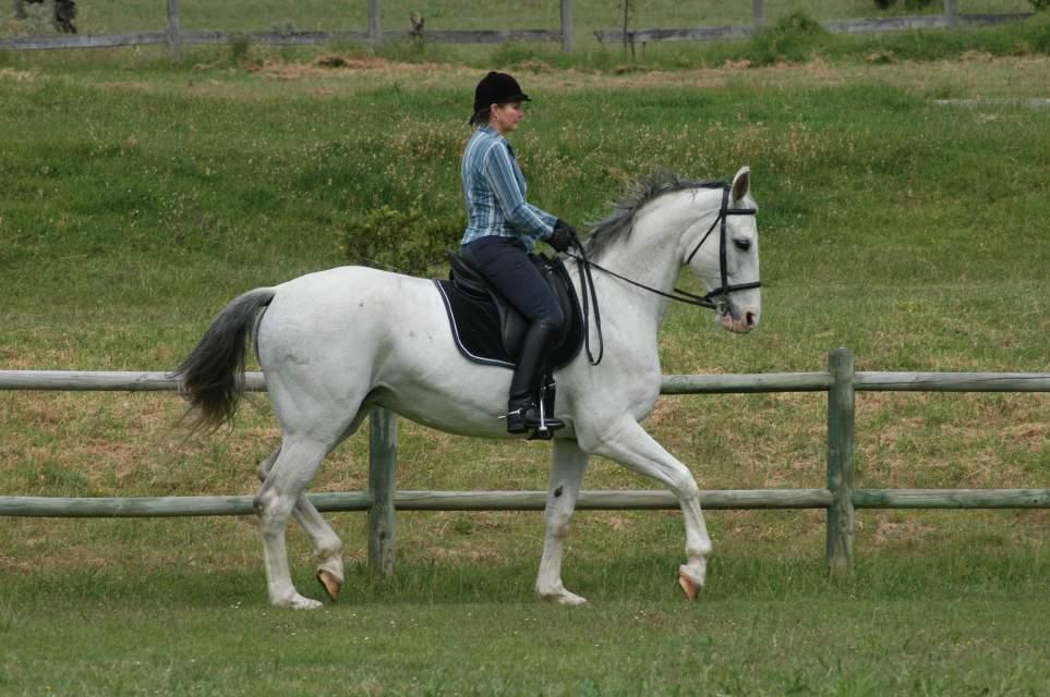 The ear-shoulder-hip-heel alignment of the sitting trot position. Because it is free from tension, the contact with the horse s mouth is light and yielding.