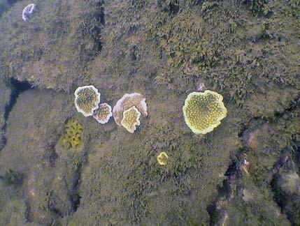 2006 (left) and small recruits of Montipora sp.