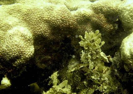 The percentage cover of soft coral remained similar in winter and summer with 2.9% and 3.1% respectively.