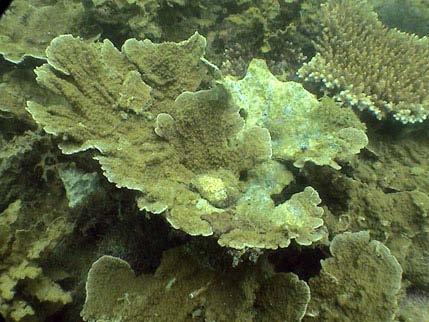 3.2 Invertebrates and Impacts Only a low abundance of the Reef Check indicator species