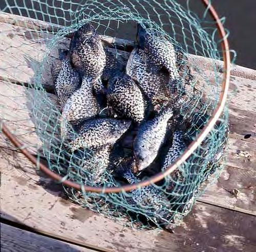 "Springtime Is Crappie Time" More About Stan Stan's Archive Part 1 Every now and then my wife comes uncomfortably close to qualifying as a mind-reader.