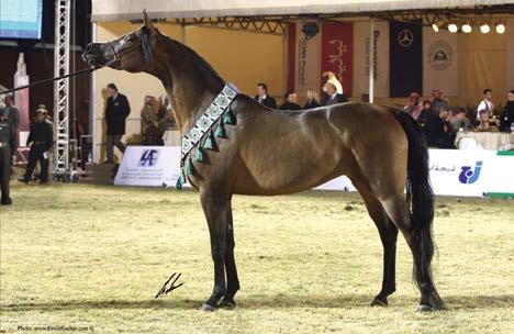 in an interview for polskiearaby.com¹, he was the result of blending an Egyptian stallion with a Polish mare.