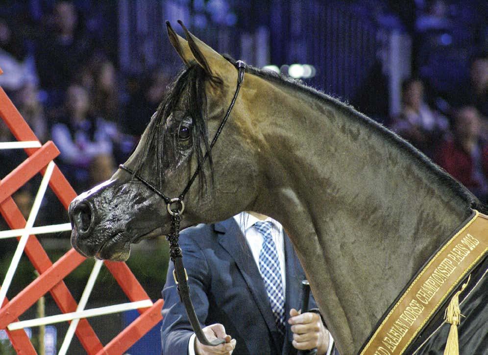 show on our website); All Nations Cup Champion; European Champion and World Champion. And so Pianissima became the only mare in history to be a double Triple Crown holder.