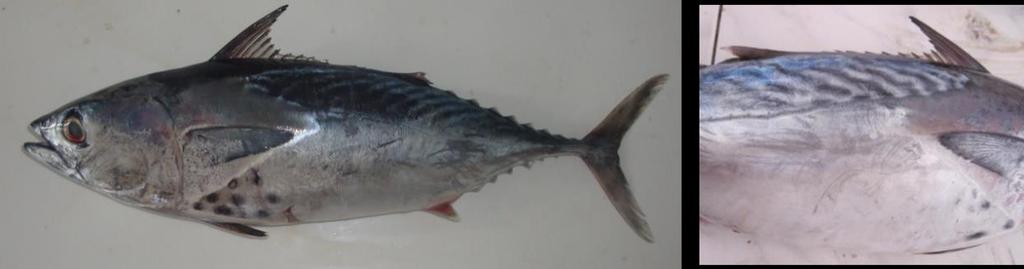 No dark longitudinal stripes on belly; gill rakers on first gill arch 19-45 Euthynnus, Thunnus 7 7a.
