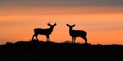 Colorado West Slope Mule Deer Strategy Public Engagement