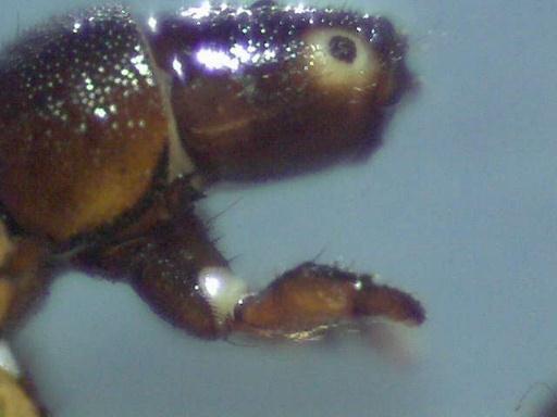 Trichoptera Caddisfly Larvae