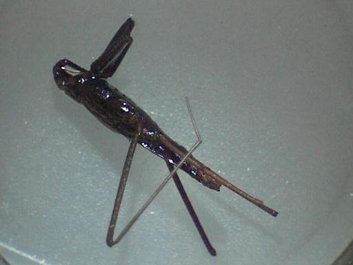 These bugs can live in polluted water.
