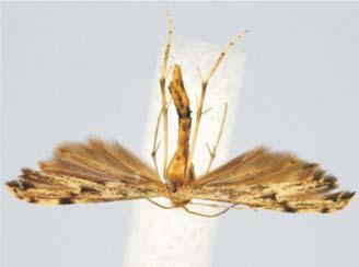 Drechsel), gent CG 6754 (CG). 16. Hellinsia hamadryadis Gielis, sp. n.