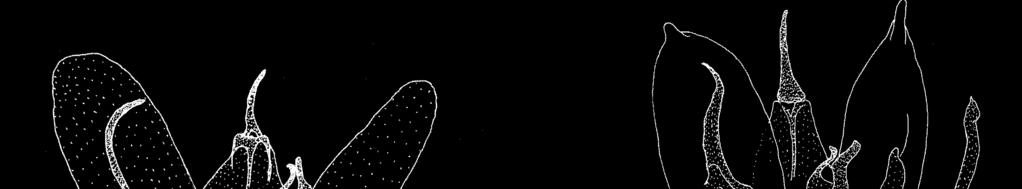 Fig. 31-36. Male genitalia: 31. Hellinsia jannitae Gielis, sp. n. Holotype. Chile, Coquimbo (IV), Limari, 30 km NE Combarbala, 31 03 S 70 53 W, 1600 m, 17.XI.2000 (C. & F.K.