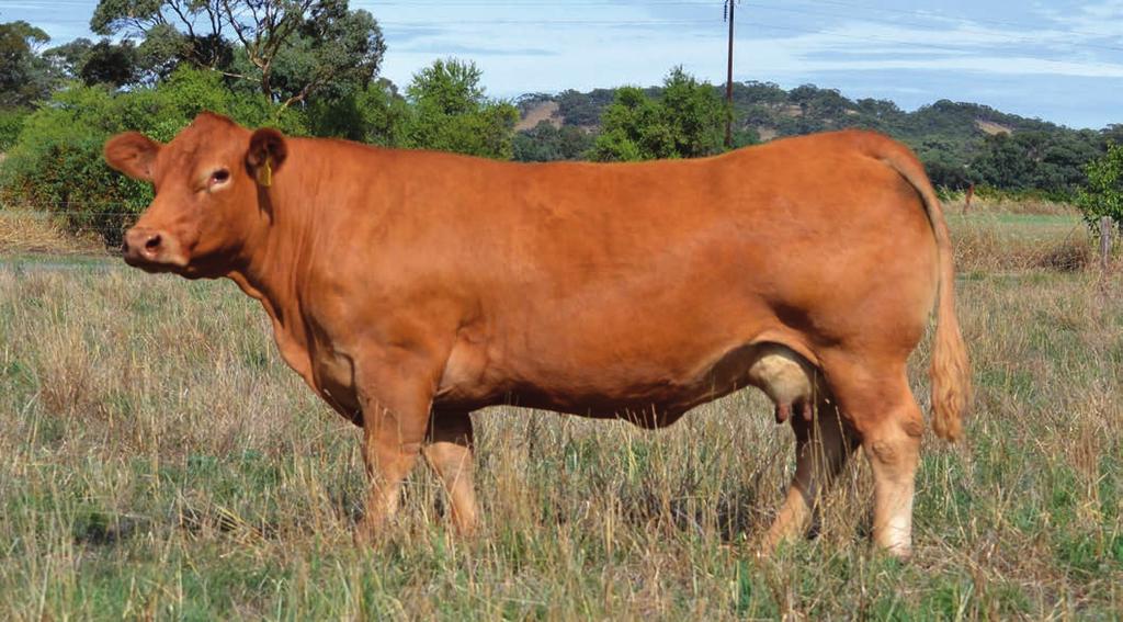 Embryos available by TMF Redwood!